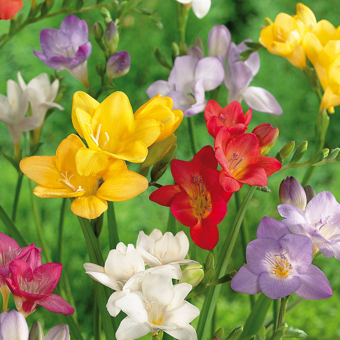 Freesia 'Mixed'