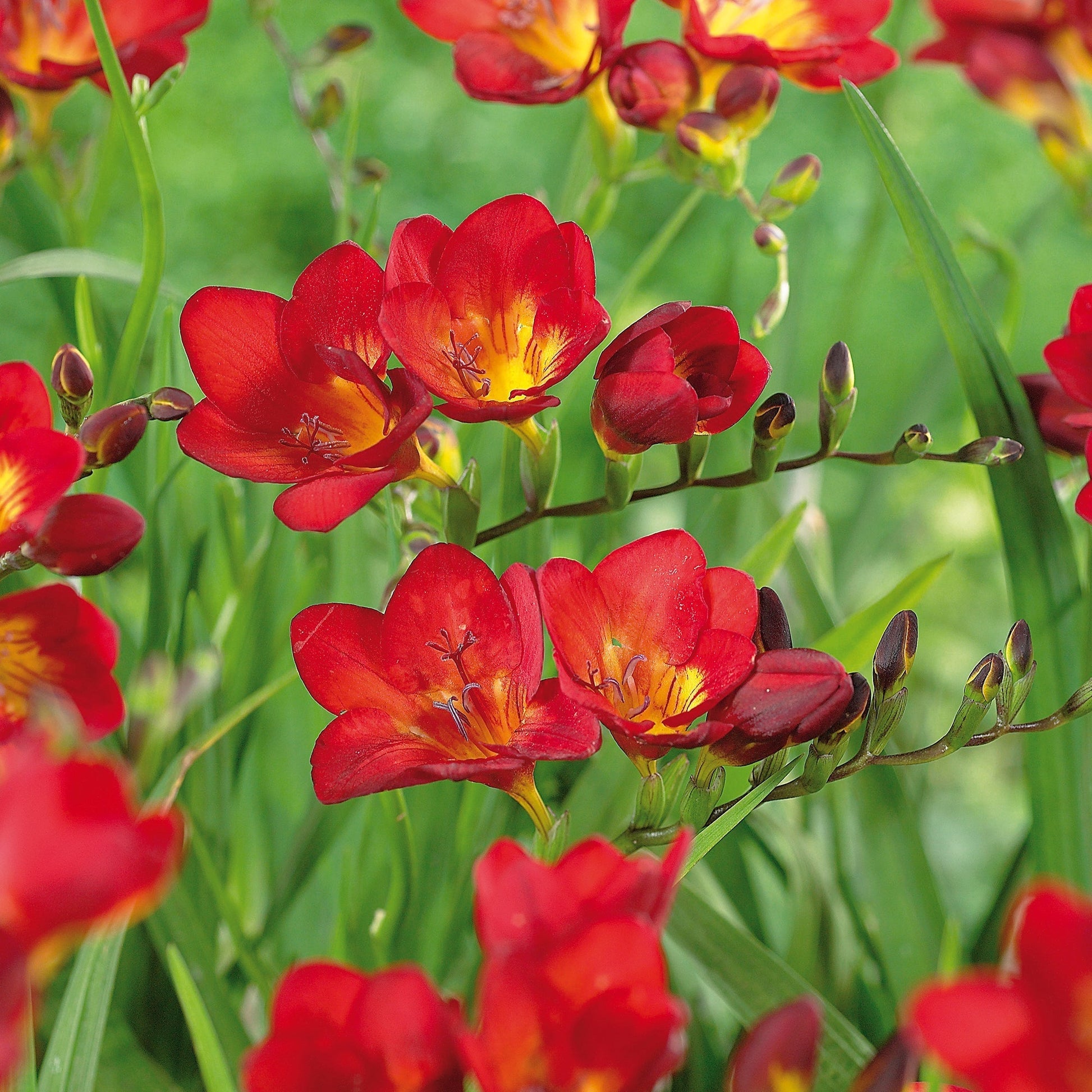 Freesia 'Red'
