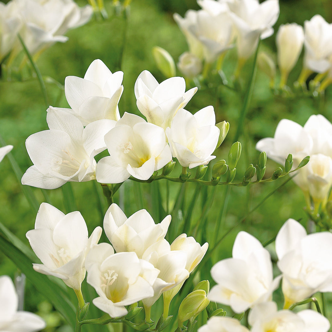 Freesia 'White'