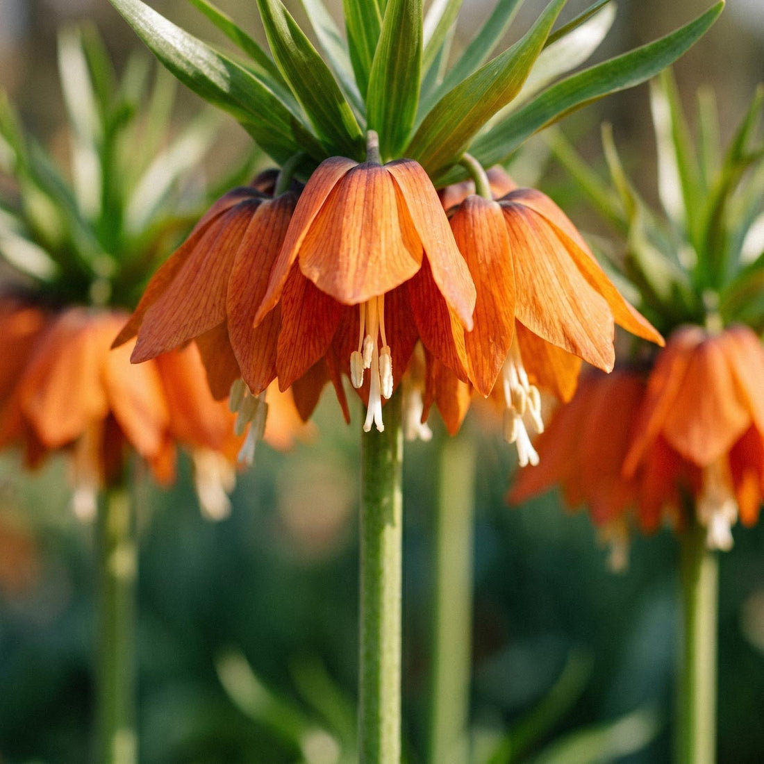 Fritillaria imperialis 'Red Beauty'