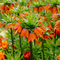 Fritillaria 'Rubra Maxima'