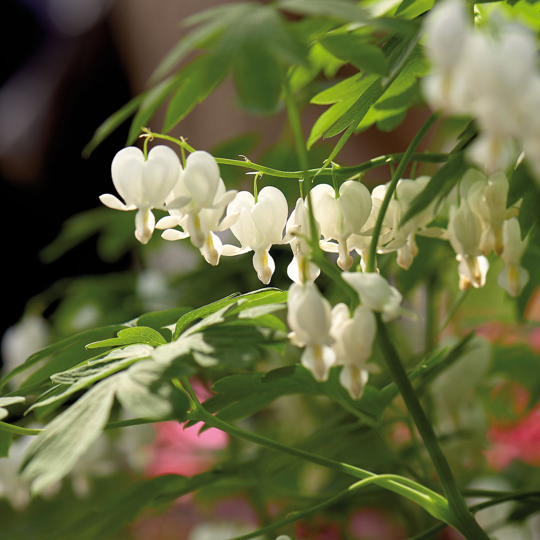 Gebroken hartje, Dicentra 'Alba'
