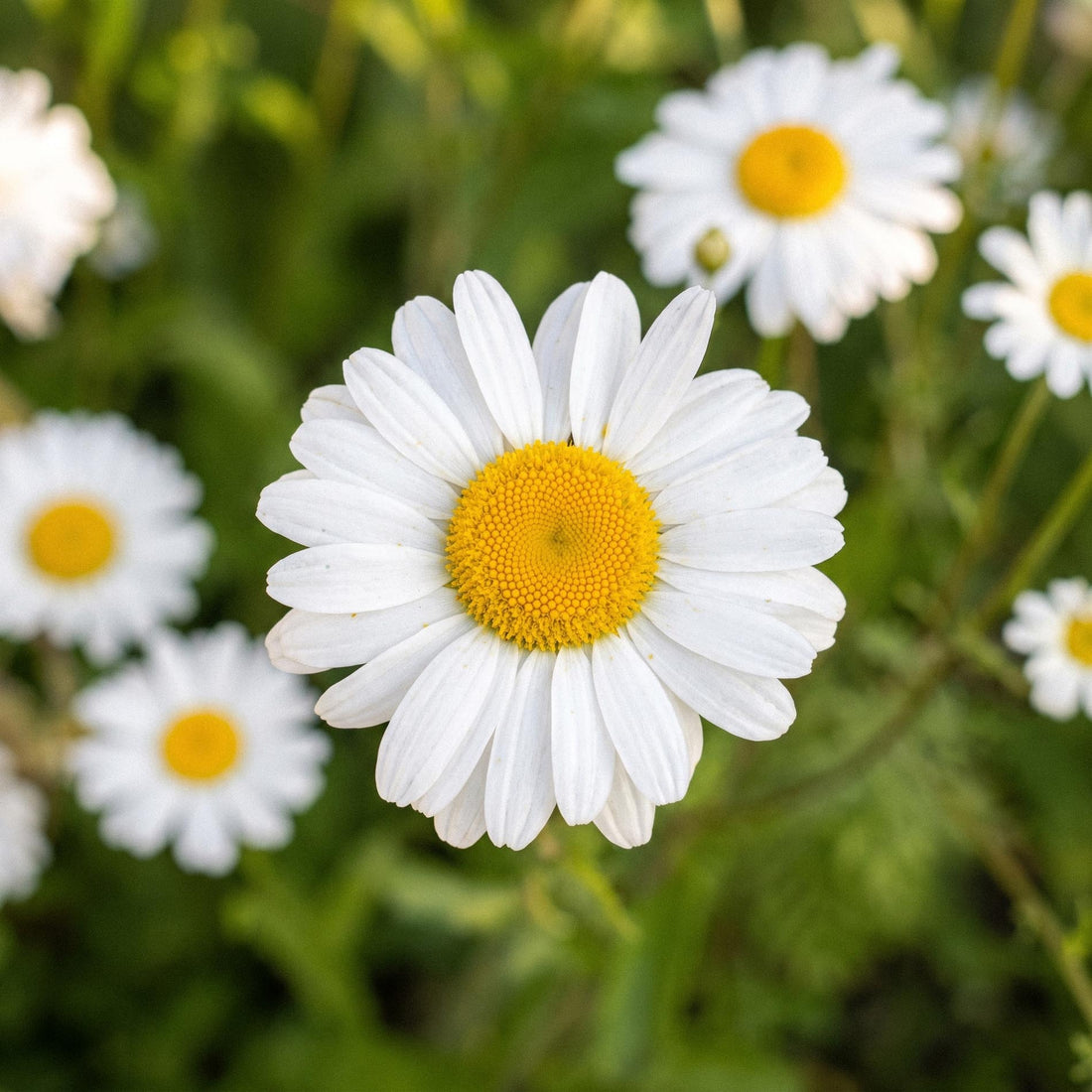 Gekroonde ganzenbloem zaden 'Ircutianum Wild Type' - 180 biologische zaden