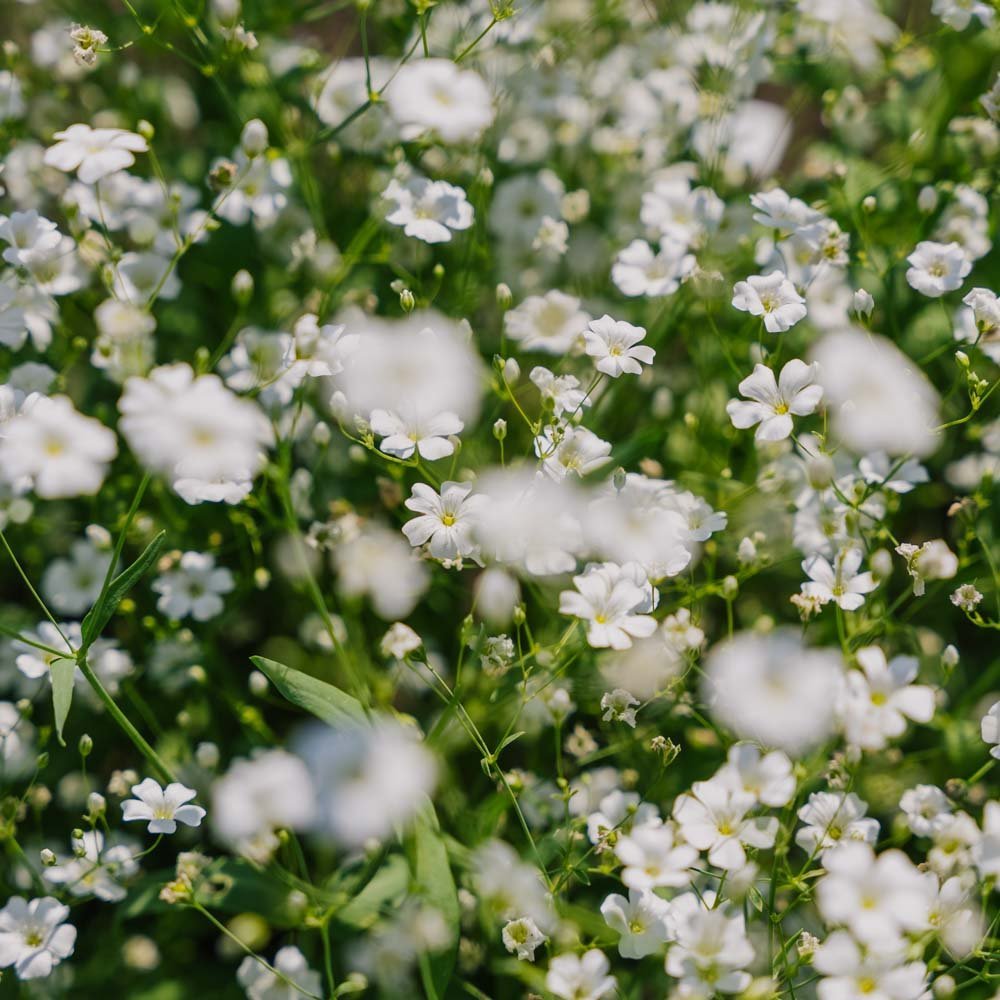 Gipskruidzaden 'Zeepkruid' - 300 biologische zaden
