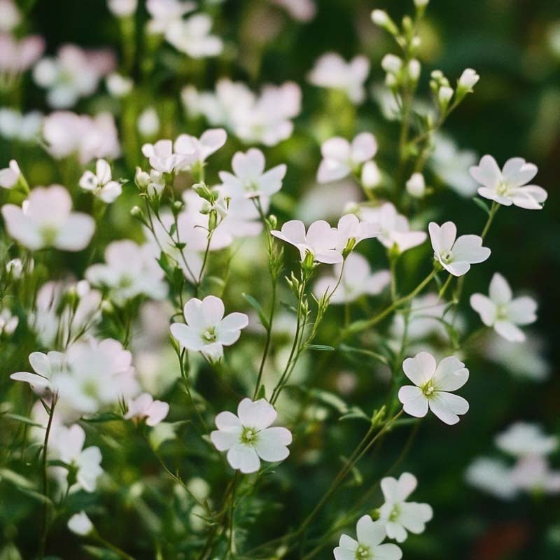 Gipskruidzaden 'Zeepkruid' - 300 biologische zaden