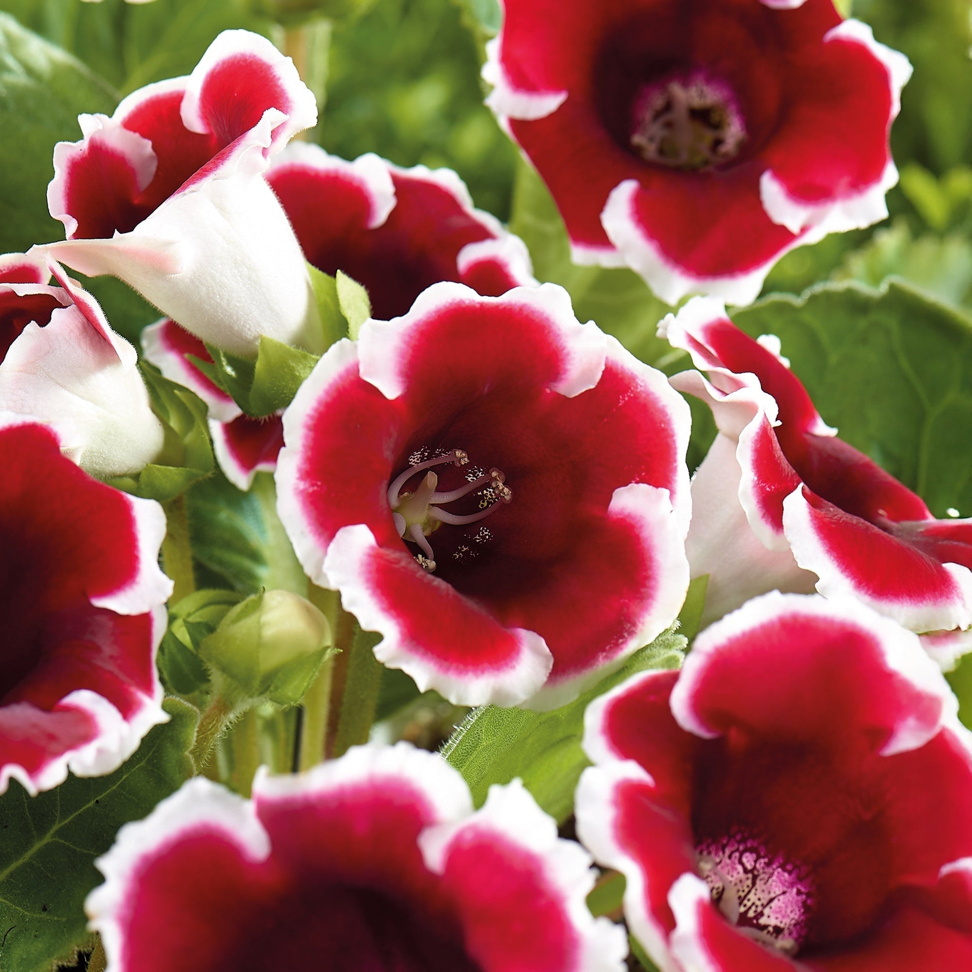 Gloxinia, Sinningia 'Kaiser Friedrich'