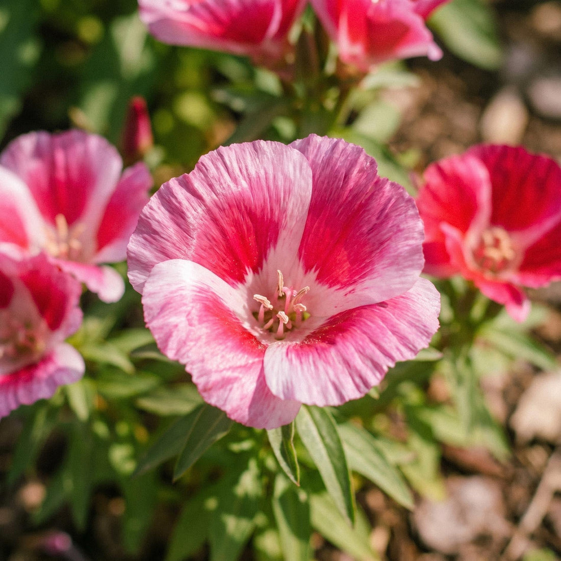 Godetia zaden 'Godetia' - 200 biologische zaden