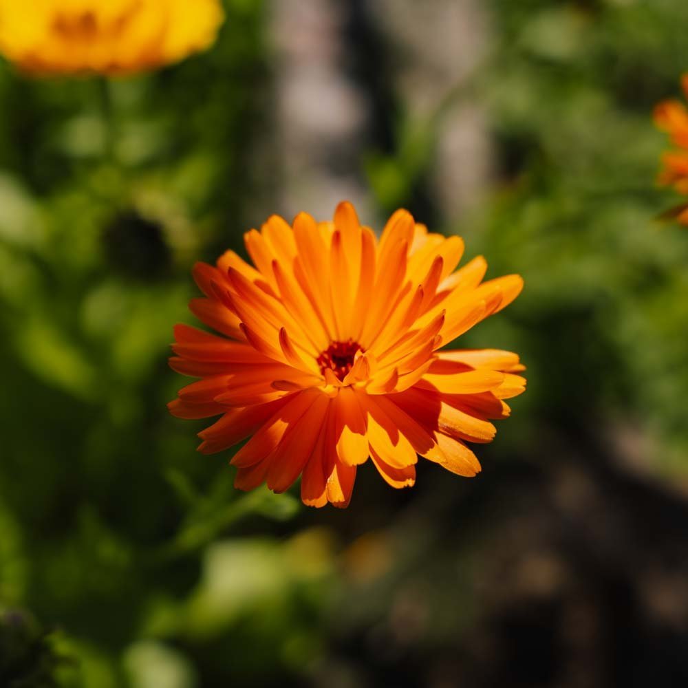 Goudsbloemzaden - 70 biologische zaden