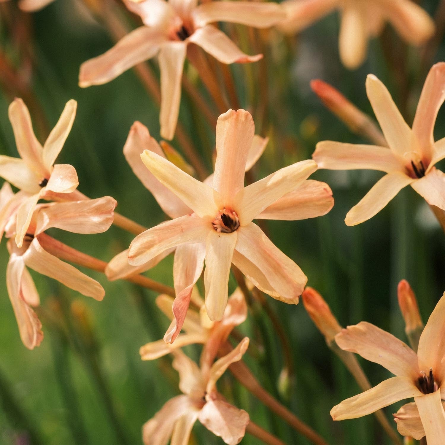 Graanlelie, Ixia 'Eos'