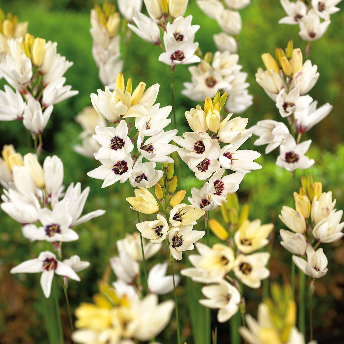 Graanlelie, Ixia 'Giant'