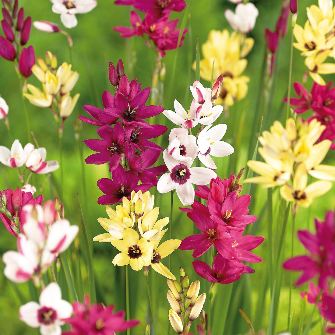 Graanlelie, Ixia 'Mixed'