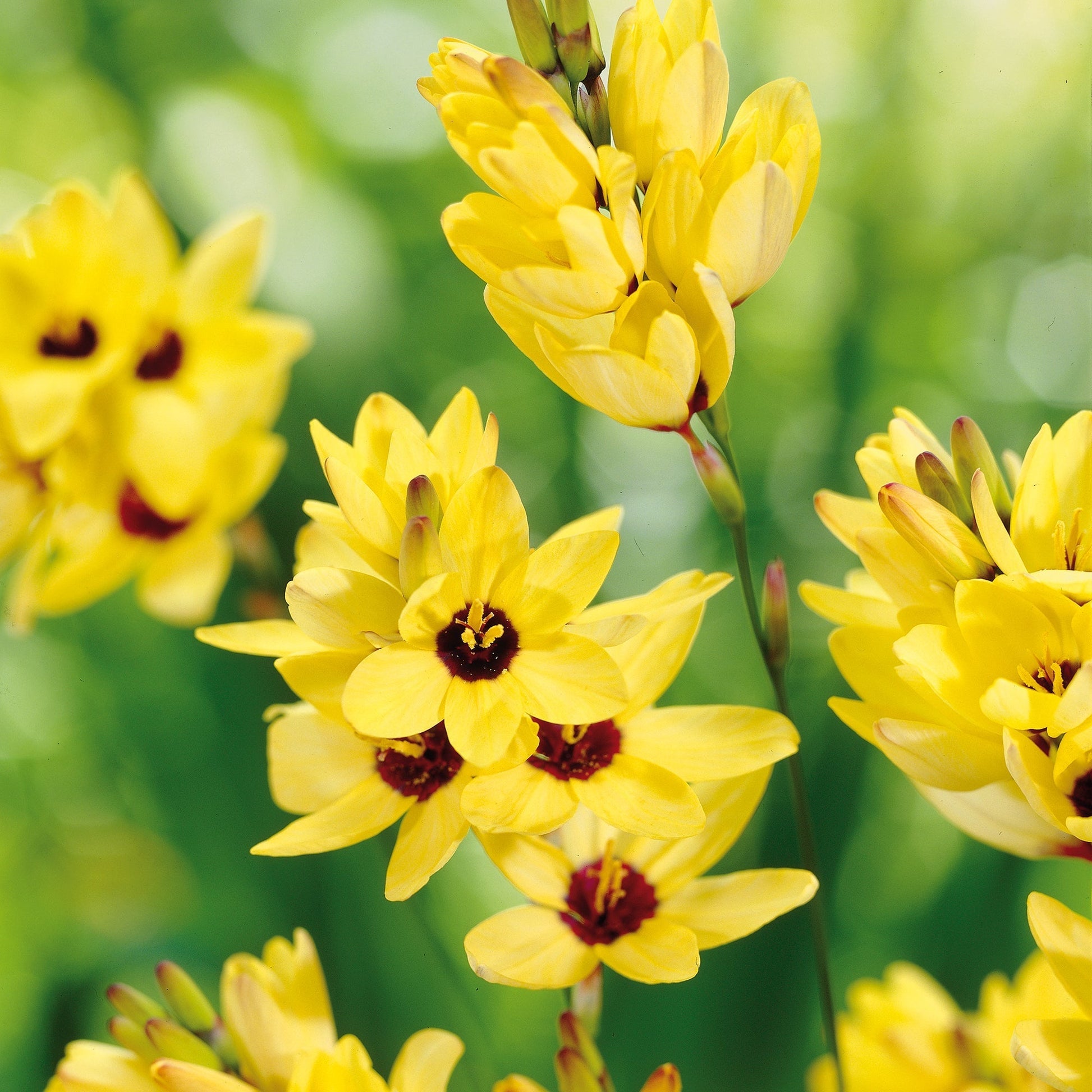 Graanlelie, Ixia 'Yellow Emperor'