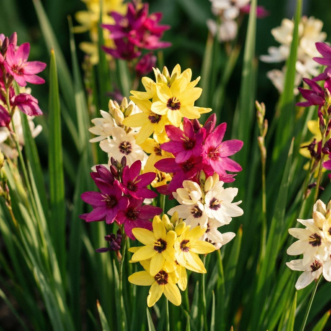 Graanleliemix, Ixia 'Mixed'