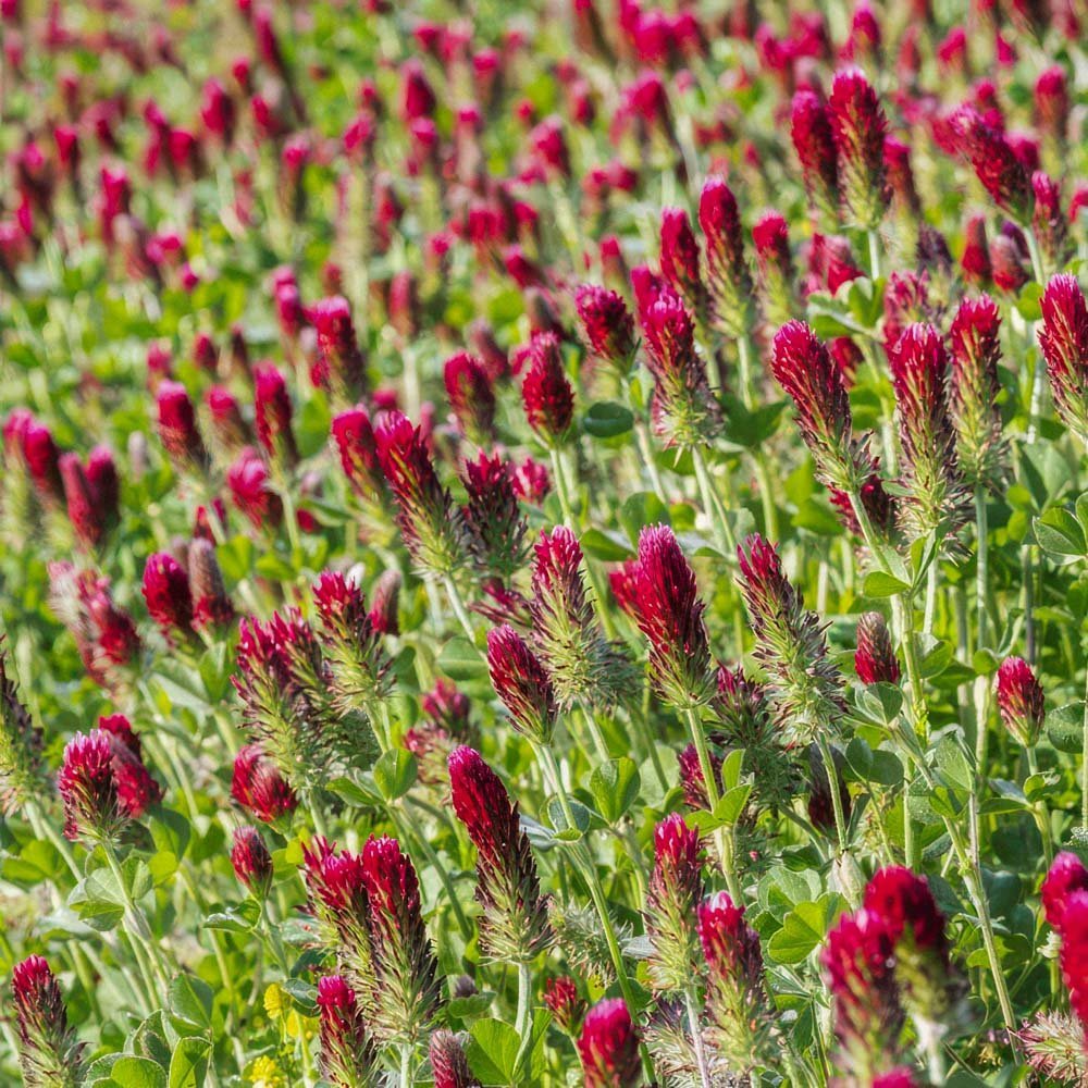 Groenbemesterzaden 'Crimson Clover' (20 m²)