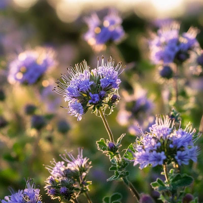Groenbemesterzaden 'Phacelia' (20 m²)