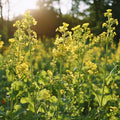 Groenbemesterzaden 'White Mustard' (20 m²)