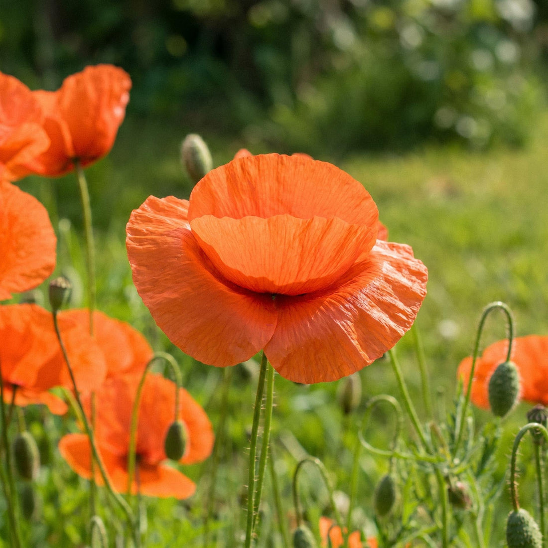 Grote klaproos zaden 'Common poppy' - 700 biologische zaden