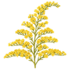 Guldenroede wortelstokken / Solidago