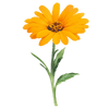 Bloemzaden
