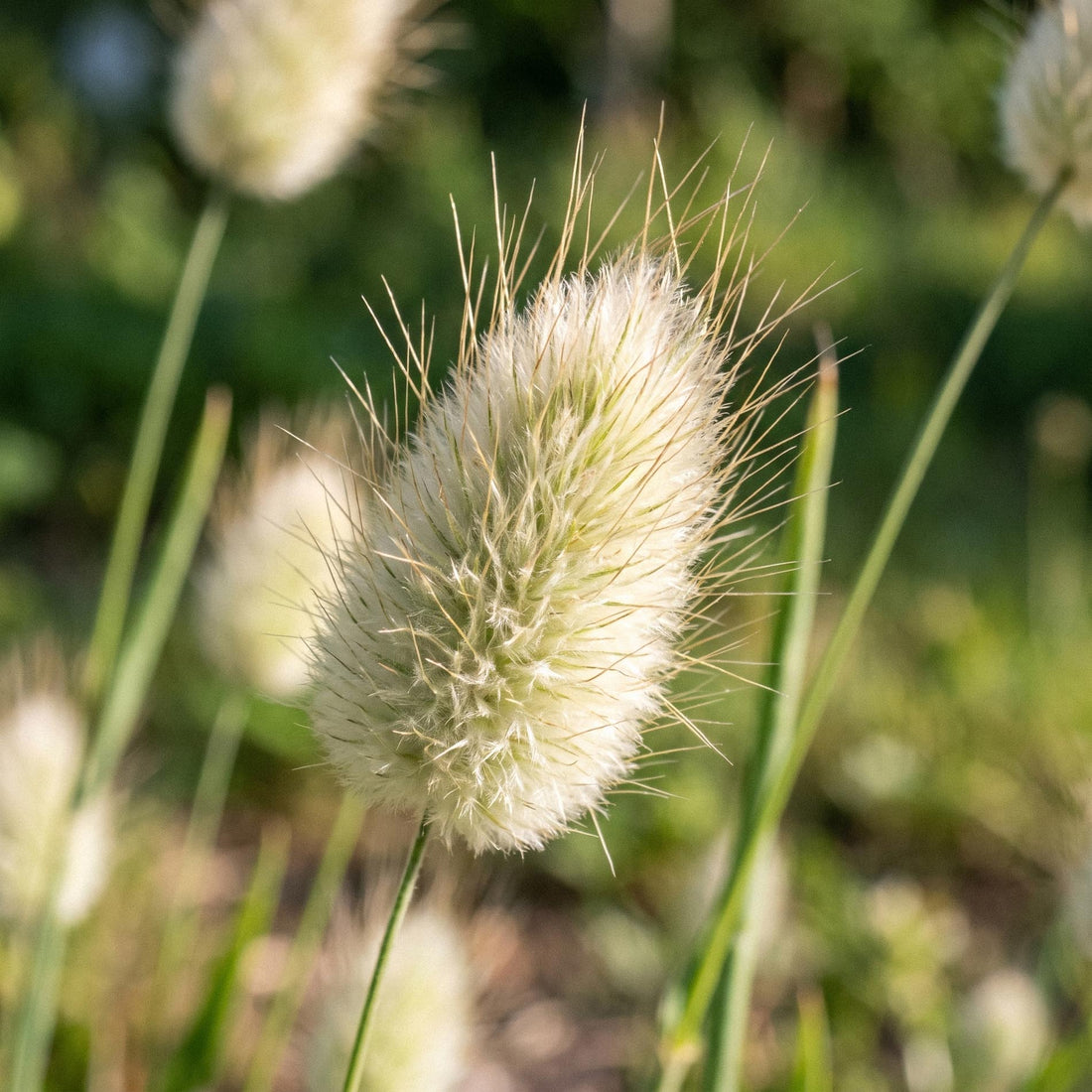 Hazenstaartje zaden 'Hare's-tail grass' - 150 biologische zaden