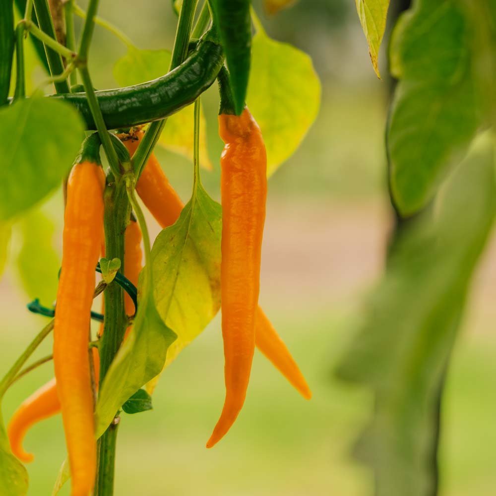 Heet chili 'Koh Tao' - 5 biologische zaden