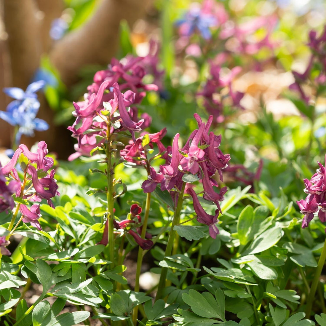 Helmbloem, Corydalis 'Purple Bird'