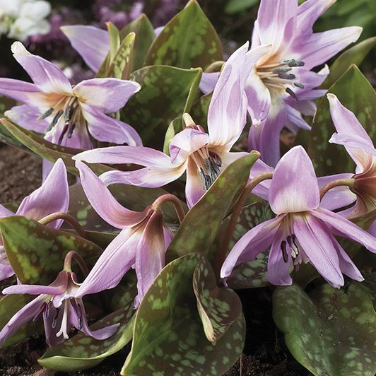 Hondstand, Erythronium 'Lilac Wonder'