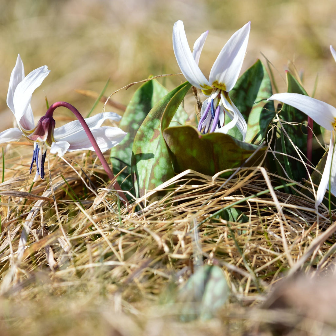 Hondstand, Erythronium 'Snowflake'