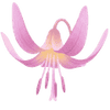 Hondstand bollen / Erythronium