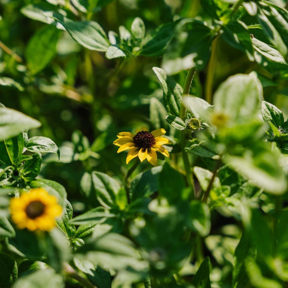 Huzarenknoop zaden - 150 biologische zaden