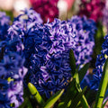 Hyacint 'Blue Jacket'
