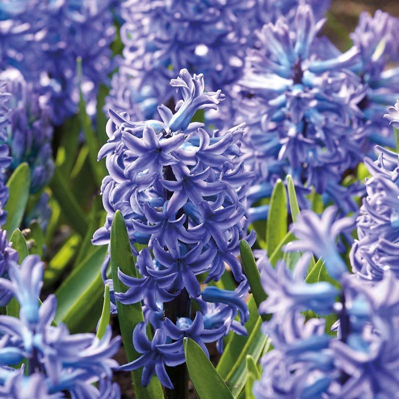 Hyacint 'Blue Jacket'