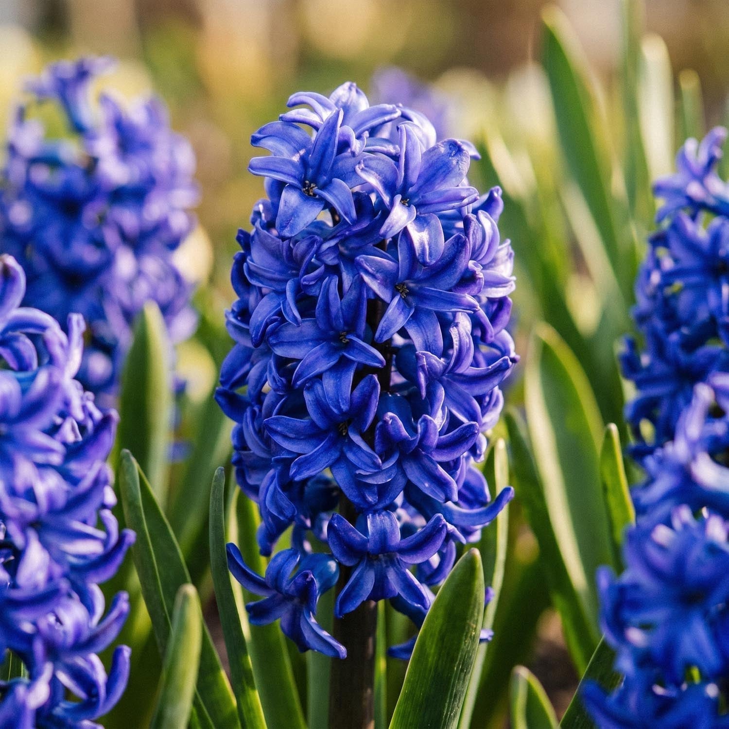 Hyacint 'Blue Trophy'
