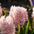 Hyacint 'China Pink'