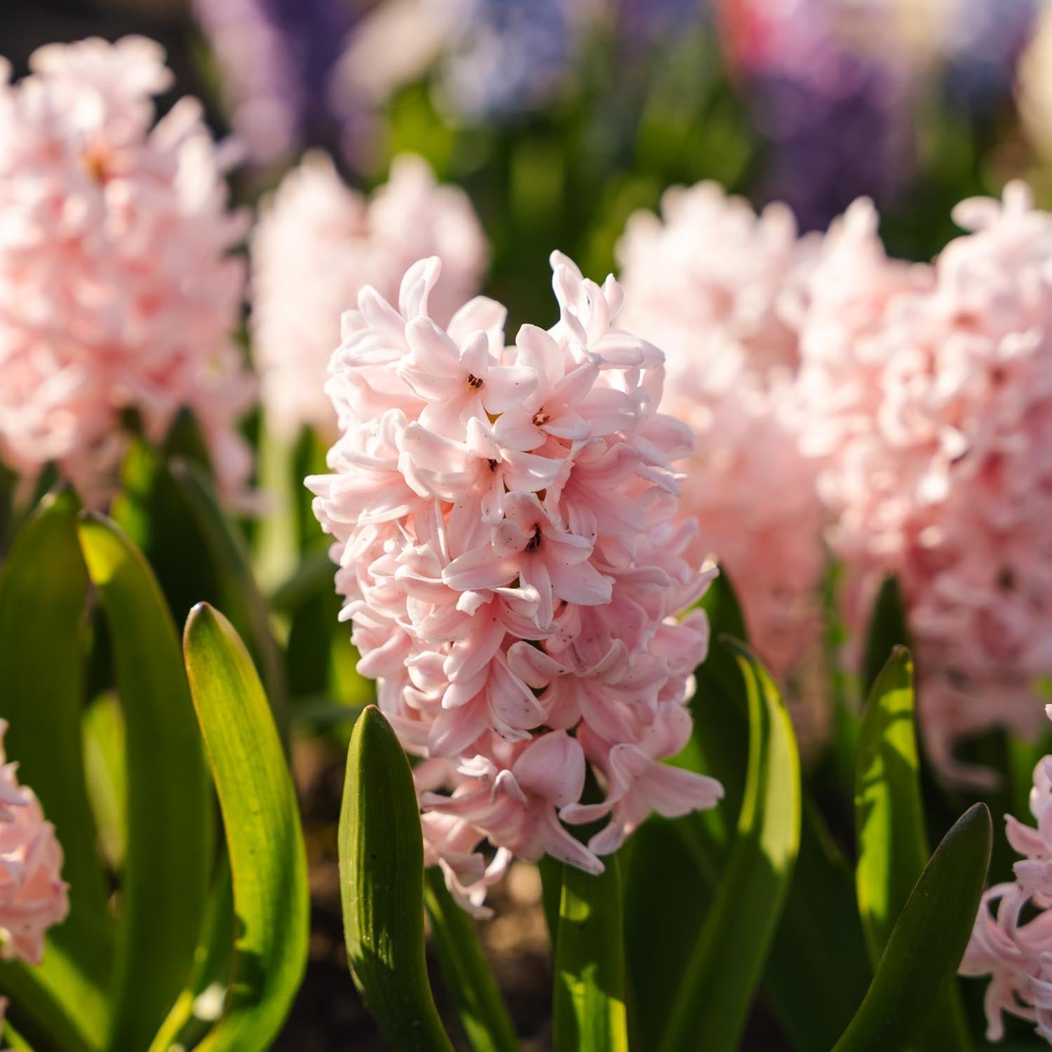 Hyacint 'China Pink'