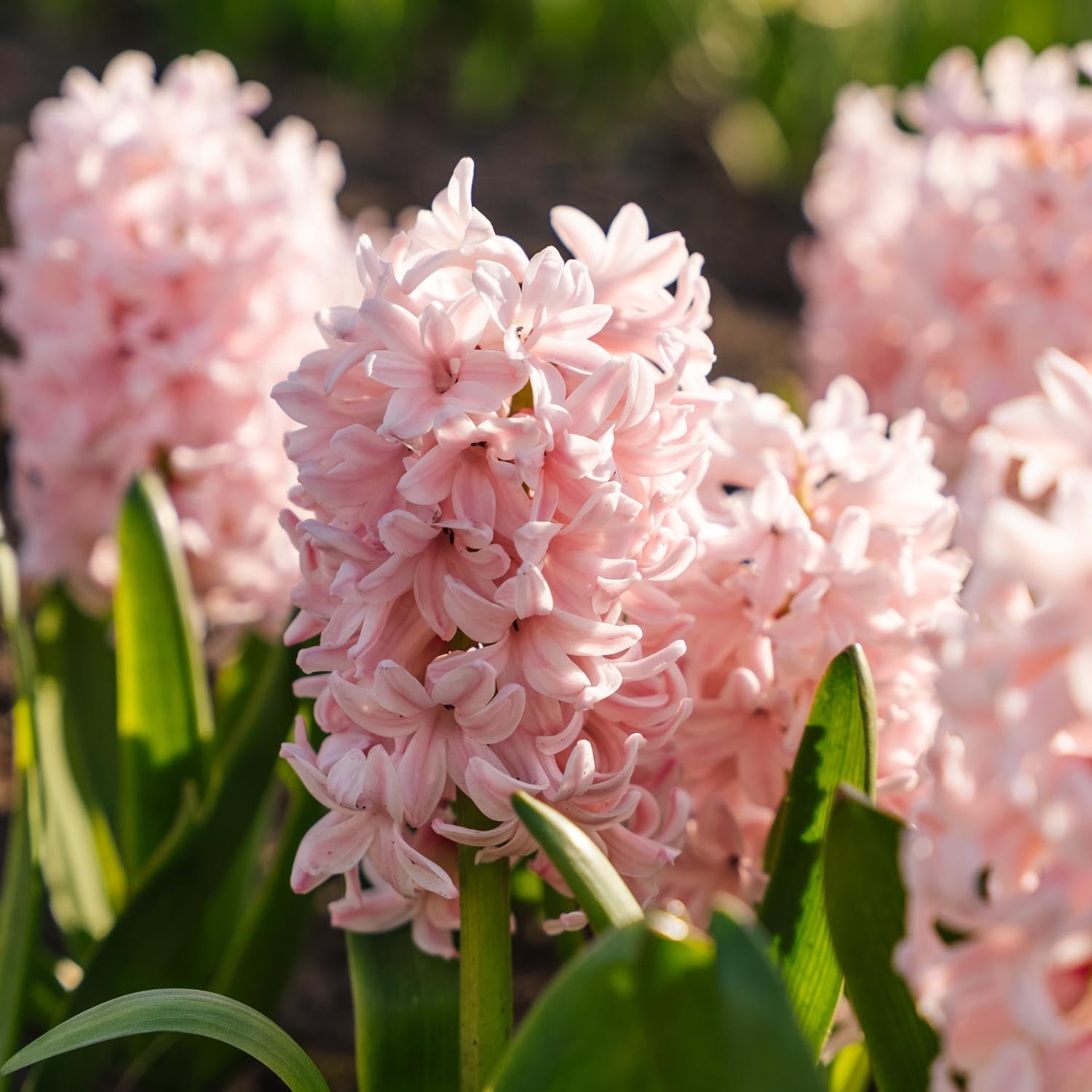 Hyacint 'China Pink'