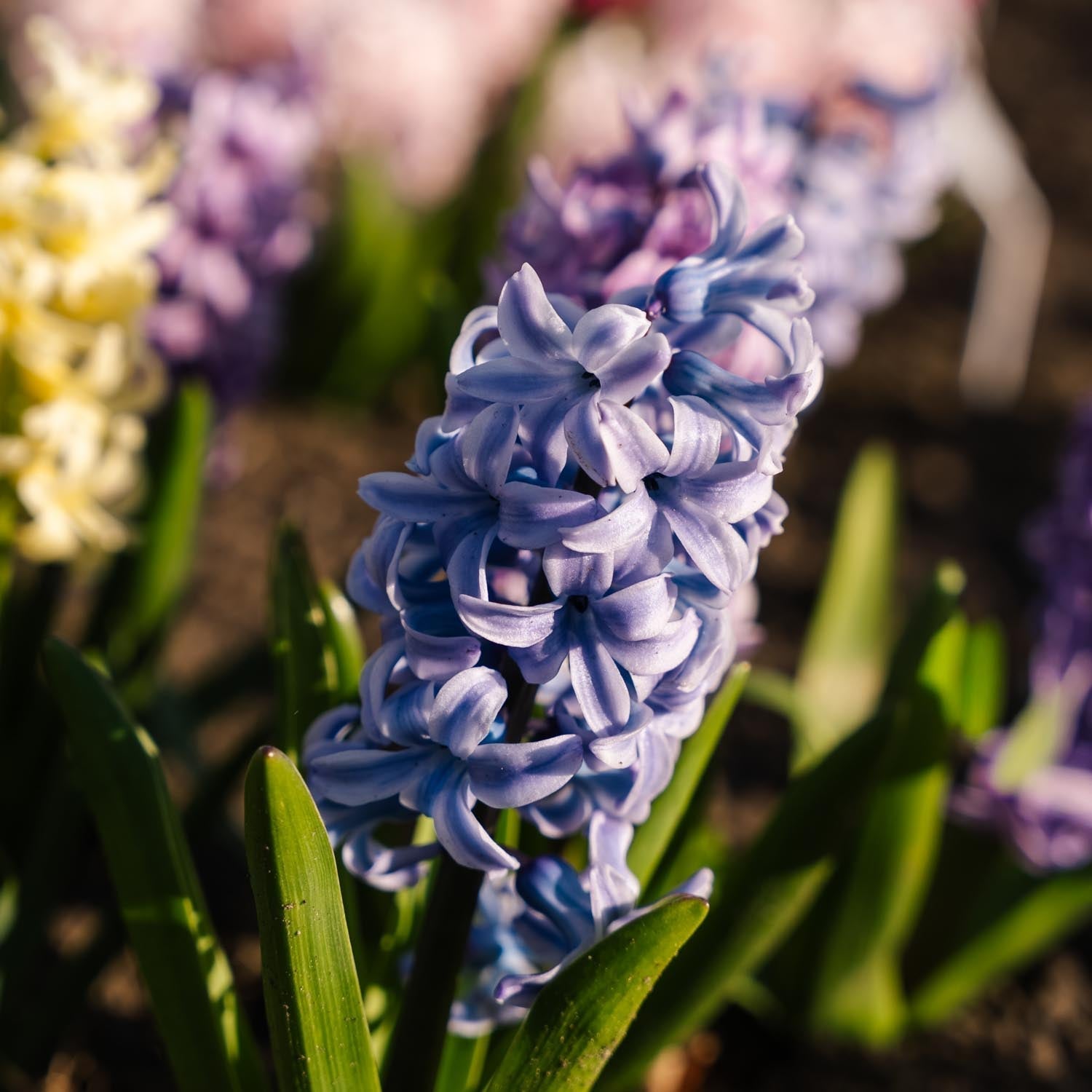 Hyacintenmix 'Pastel Mixed'