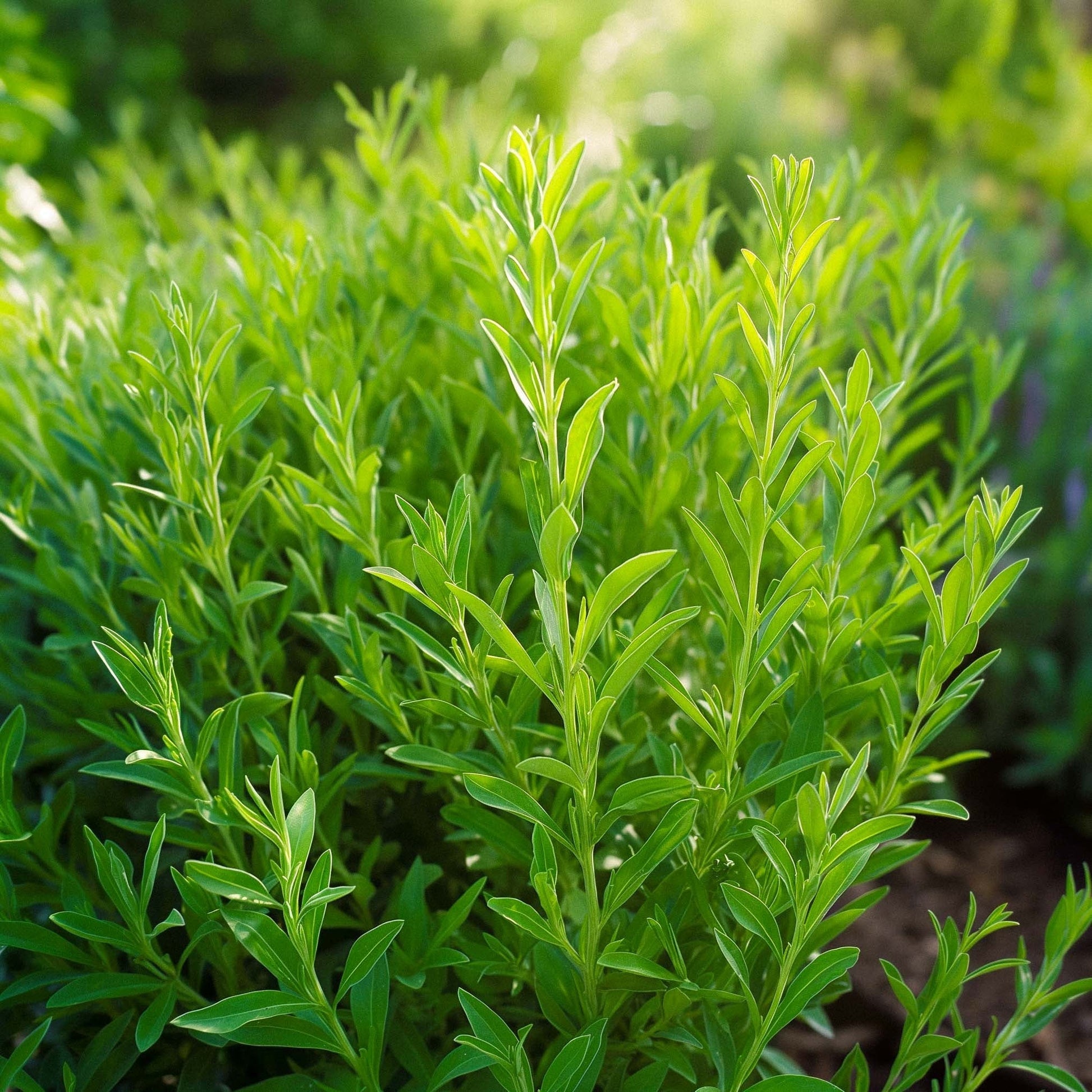 Hyssopzaden - 300 biologische zaden