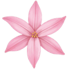Ipheion bollen / Oude wijfjes