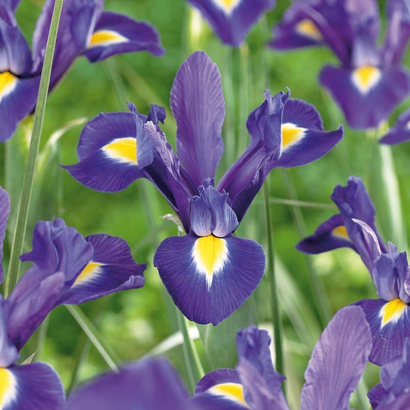 Iris 'Blue Magic'