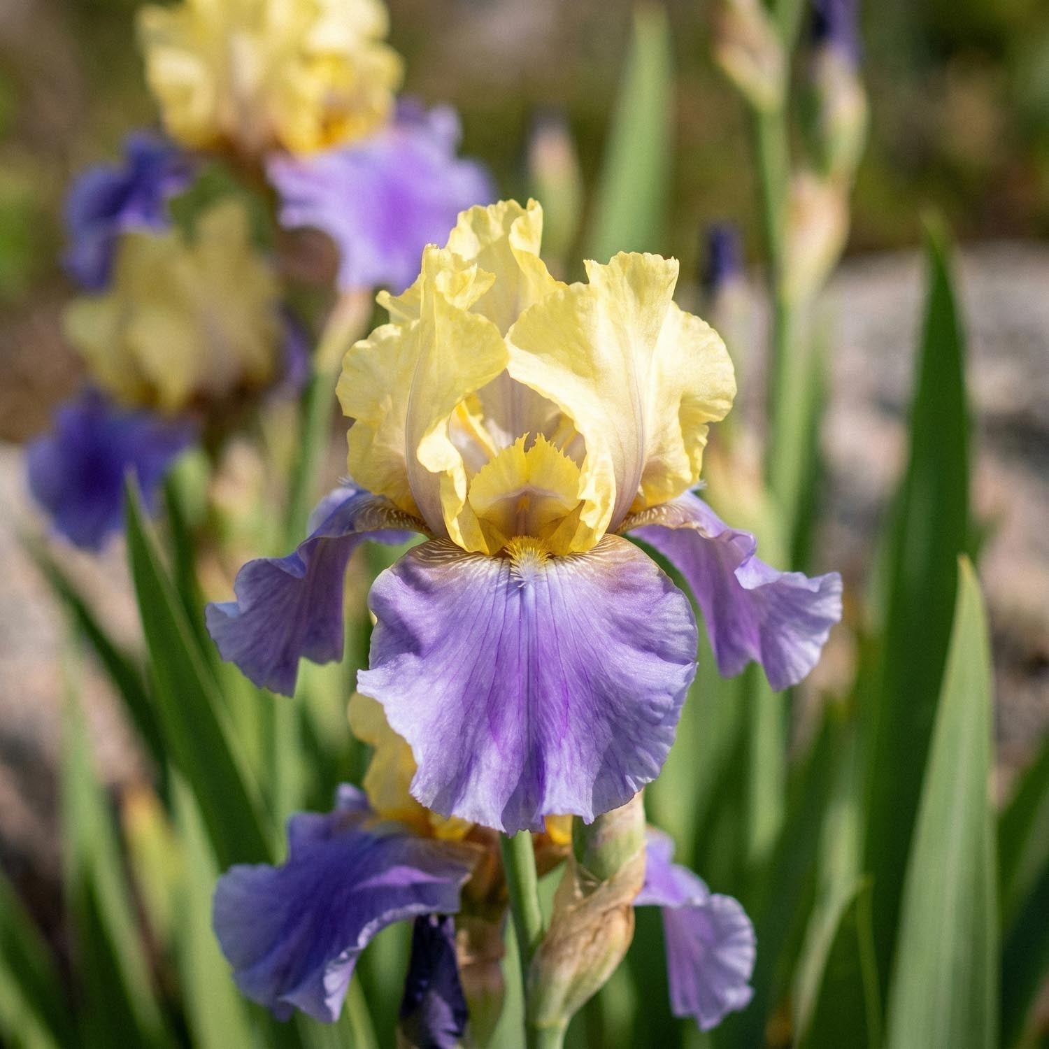 Iris 'Edith Wolford'
