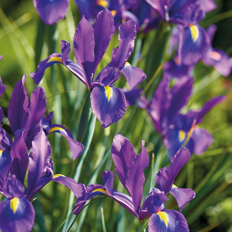 Iris ‘Purple Sensation’