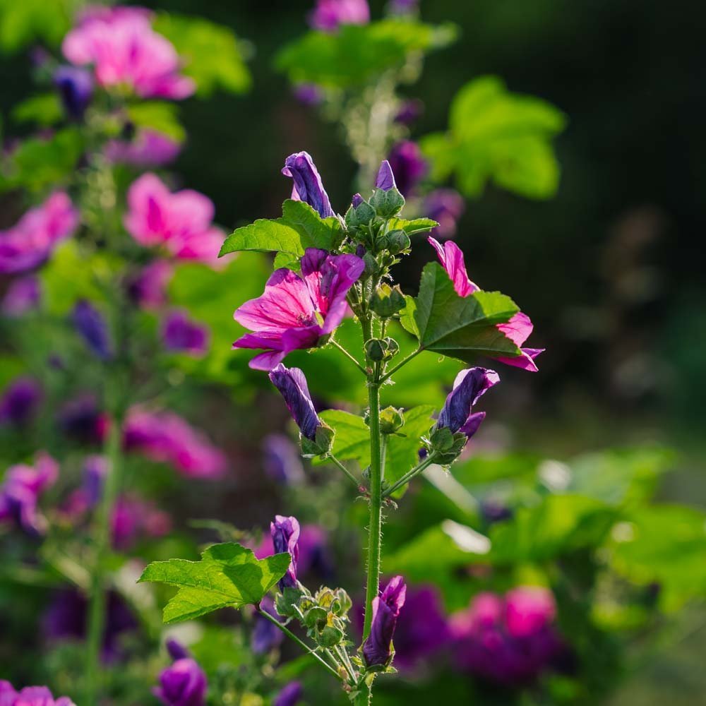 Katost zaden 'Mauritanica' - 100 biologische zaden