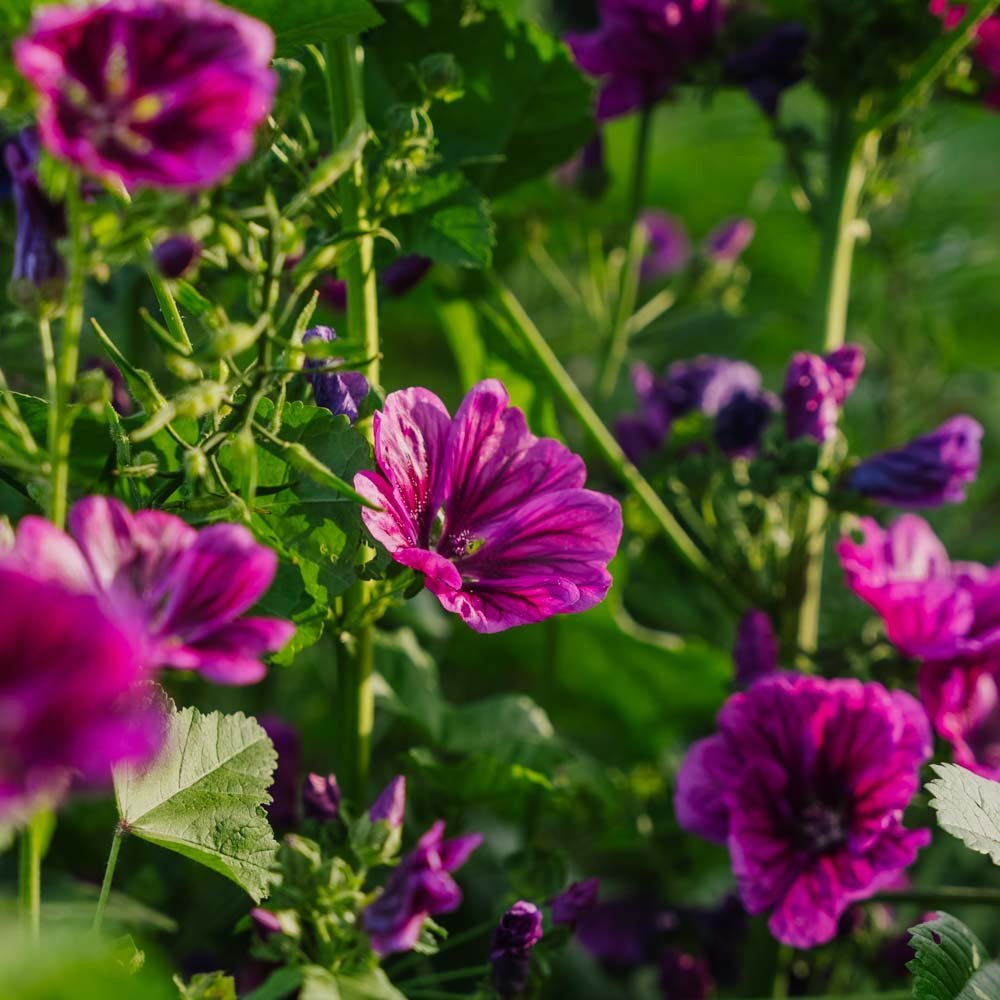 Katost zaden 'Mauritanica' - 100 biologische zaden