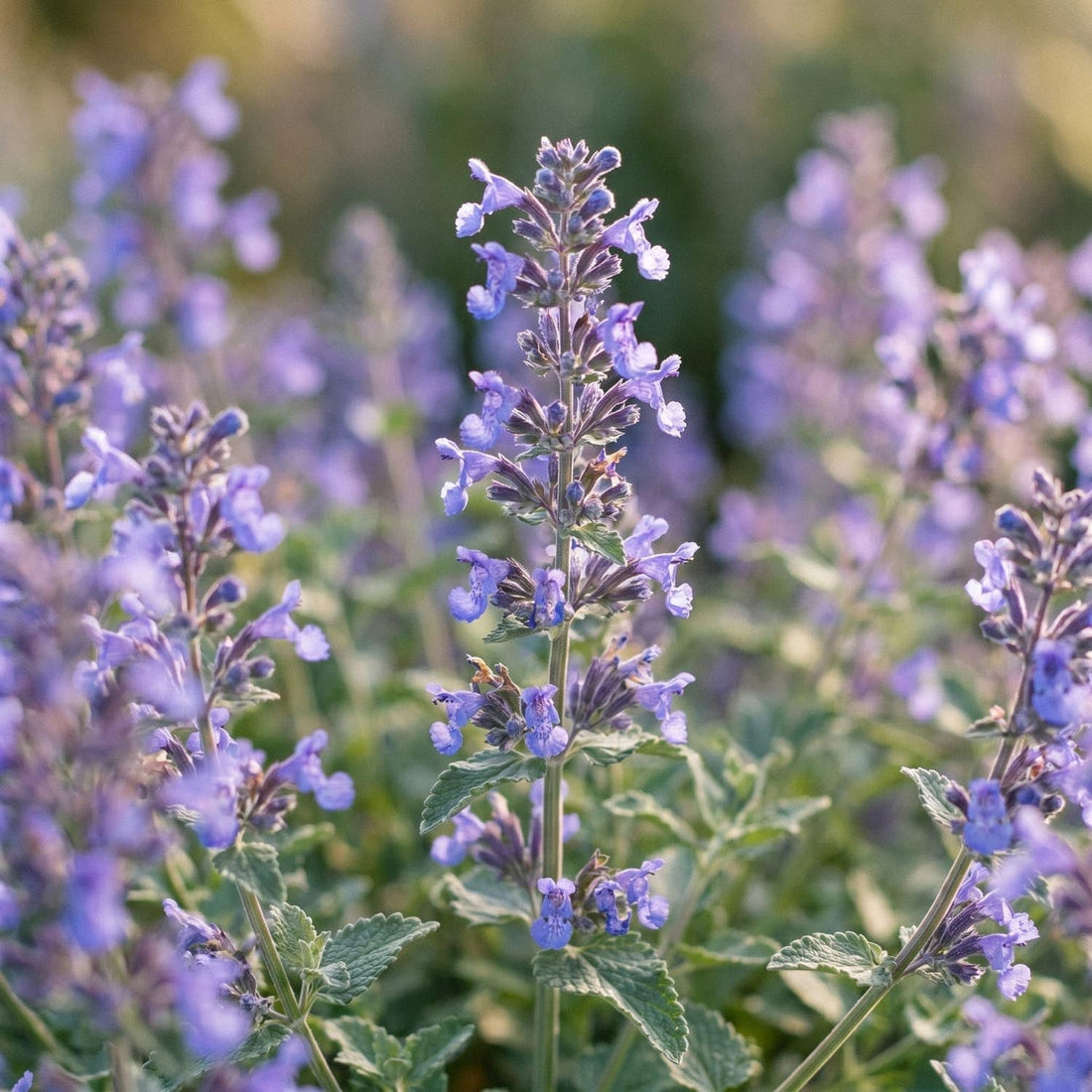 Kattenkruid, Nepeta 'Walker's Low'
