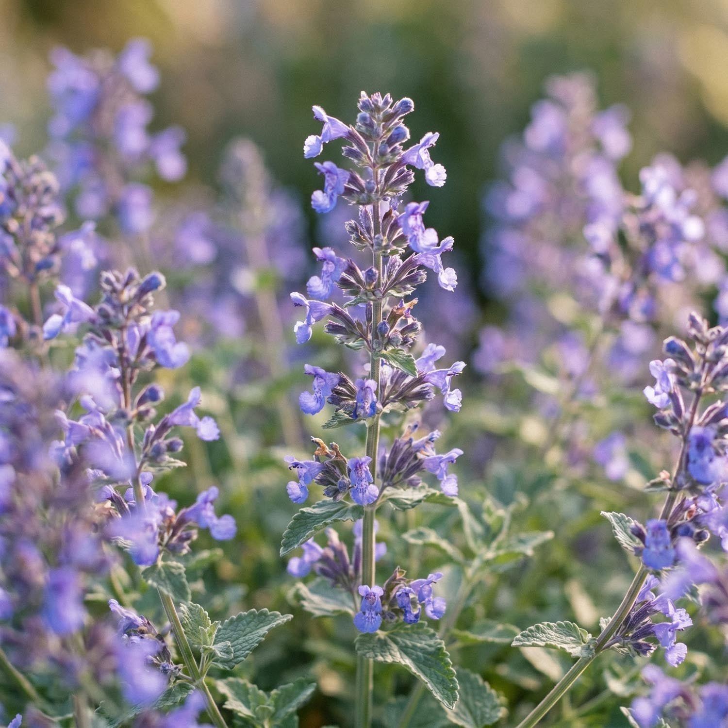 Kattenkruid, Nepeta 'Walker's Low'