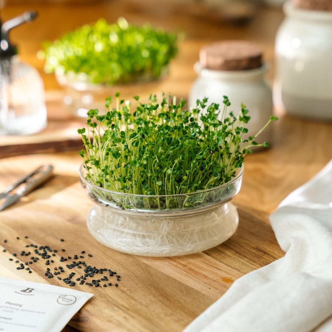 Kiemgroenten zaden 'Broccoli' - 4000 biologische zaden