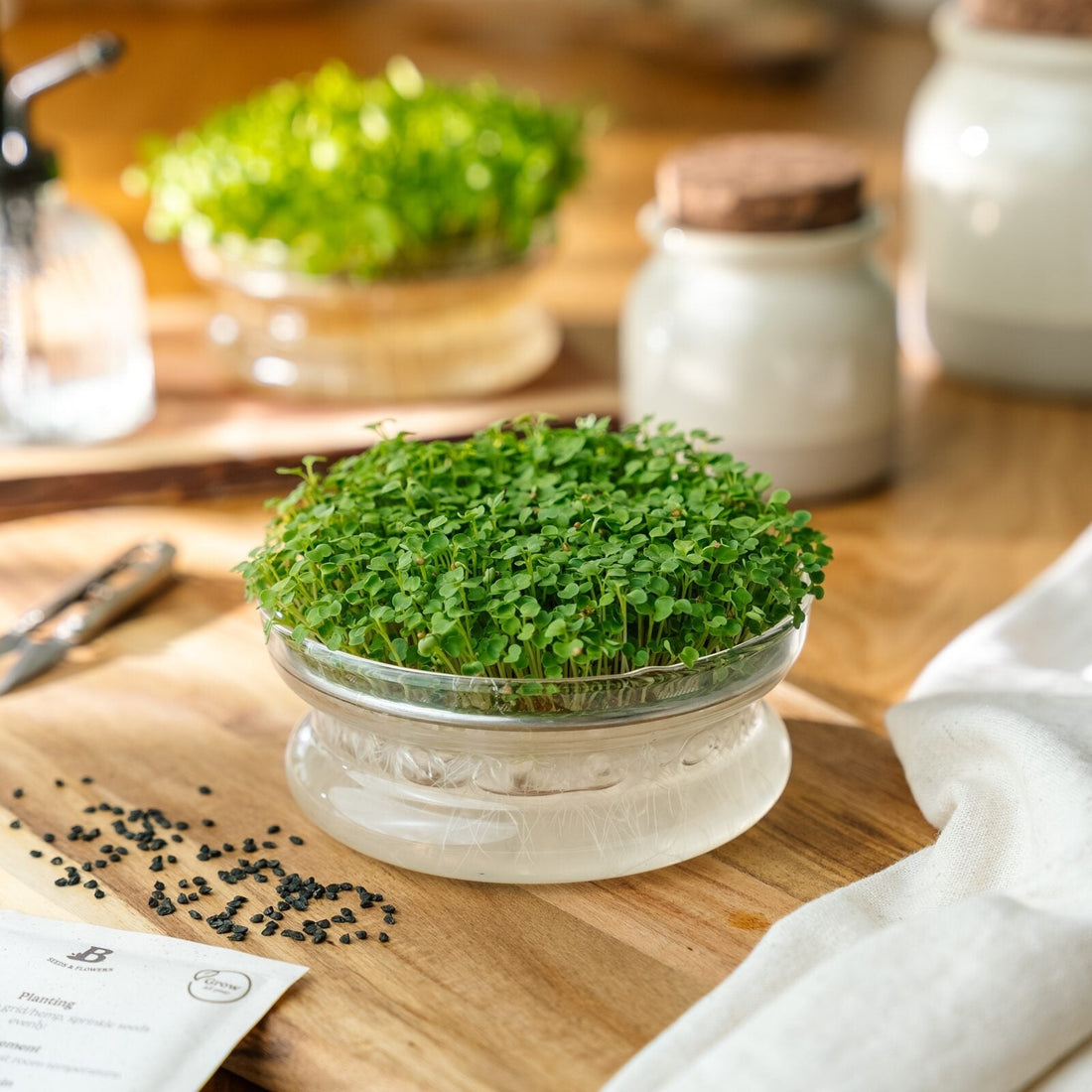 Kiemgroenten zaden 'Rucola' - 10000 biologische zaden