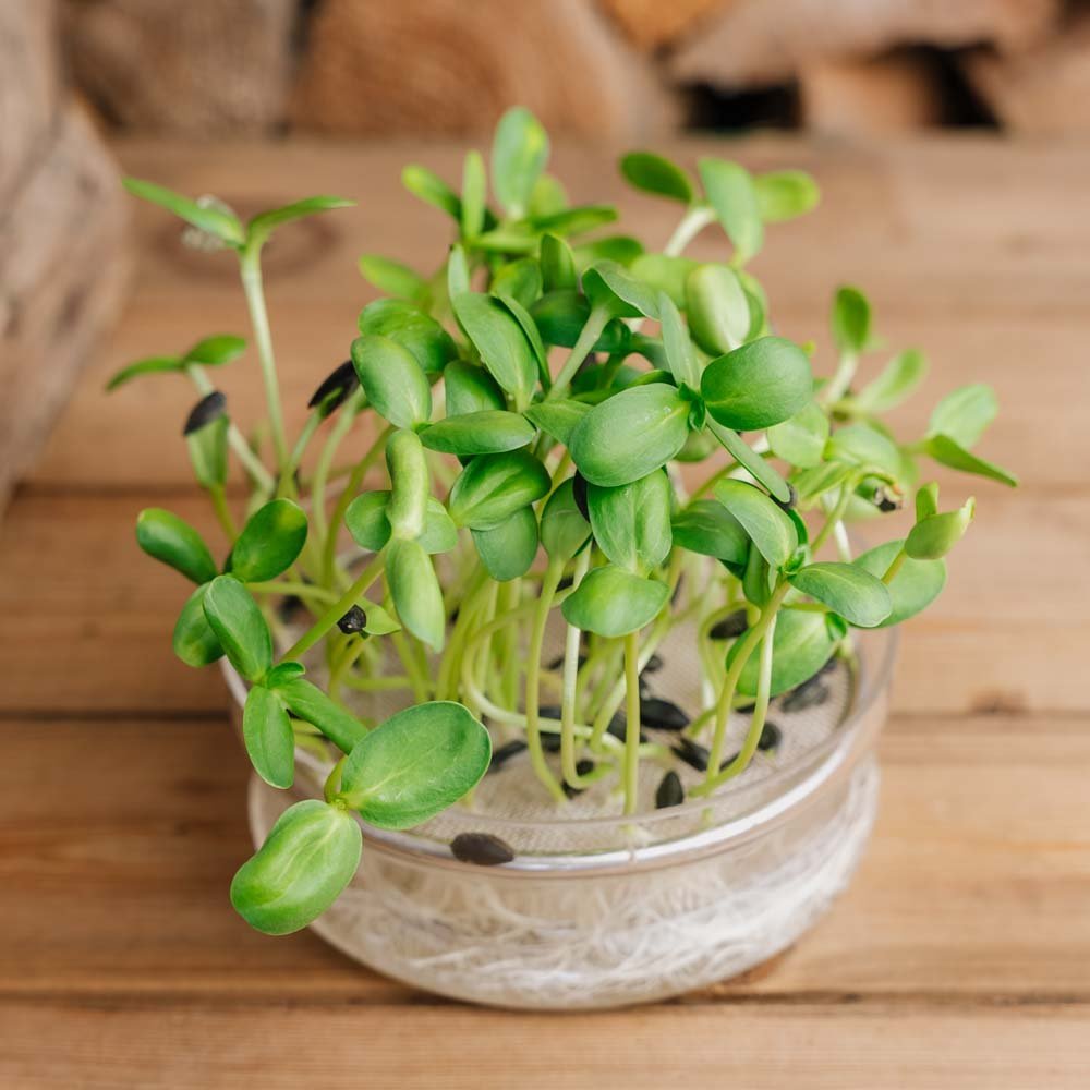 Kiemgroenten zaden 'Zonnebloem' - 100 biologische zaden