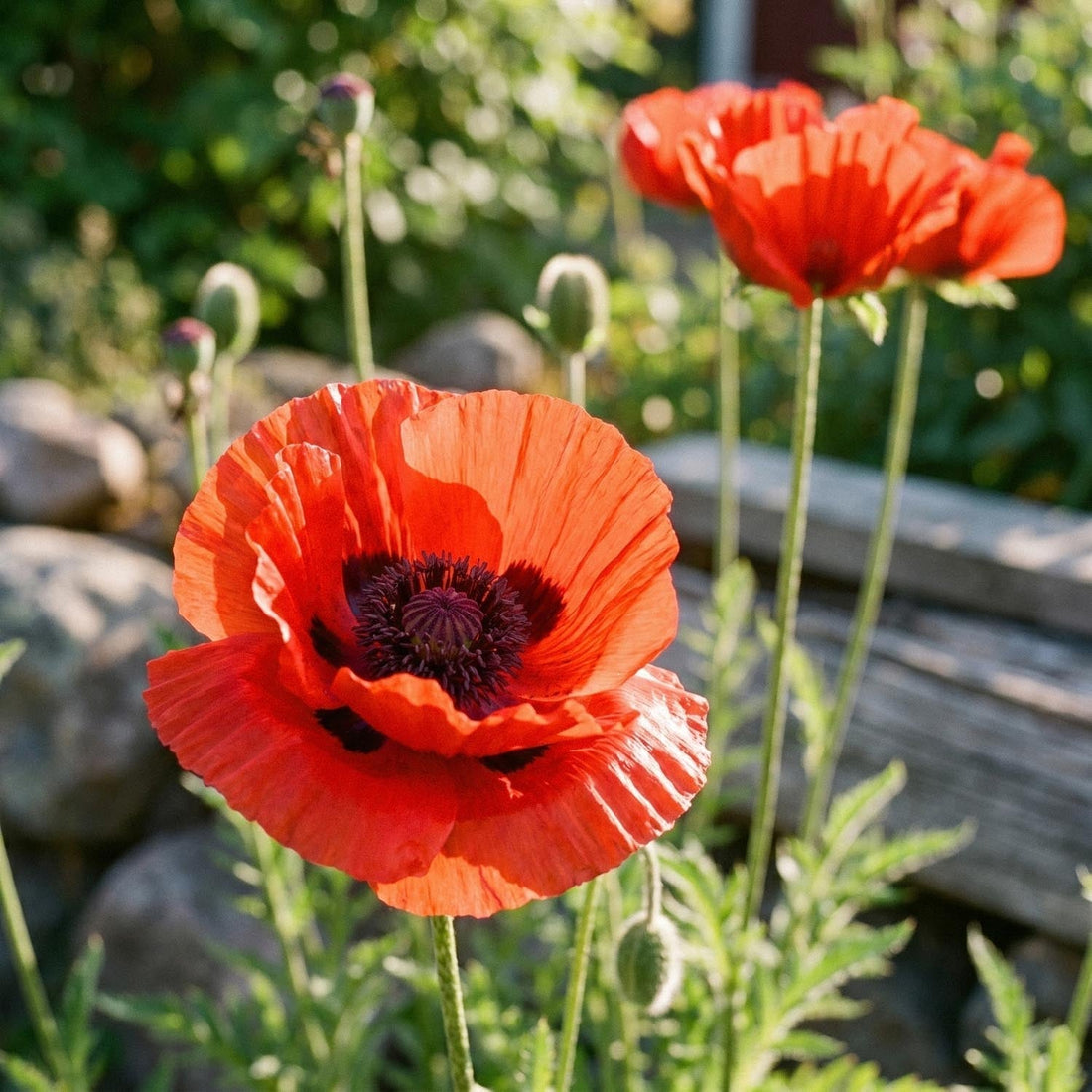 Klaproos, Papaver 'Beauty of Livermere'
